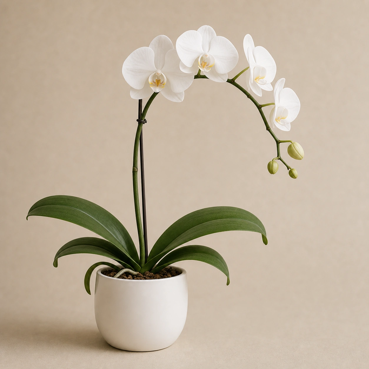 Realistic studio product card for White Orchid, a fictional potted plant item.